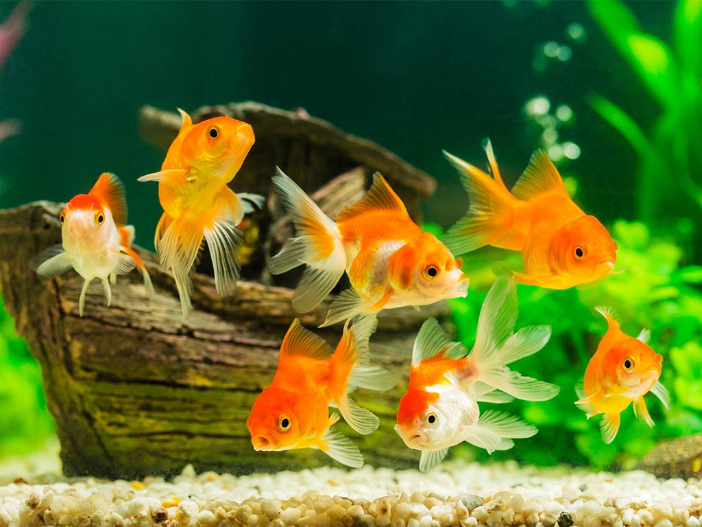 FIBALON plus - Goldfische im Aquarium mit klarem, sauberem Wasser